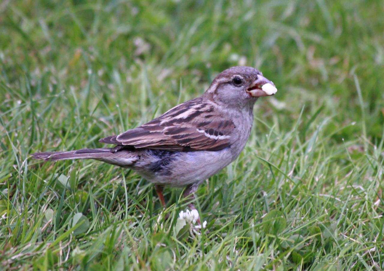 EOS 5D Mark II24_06_20122140.JPG